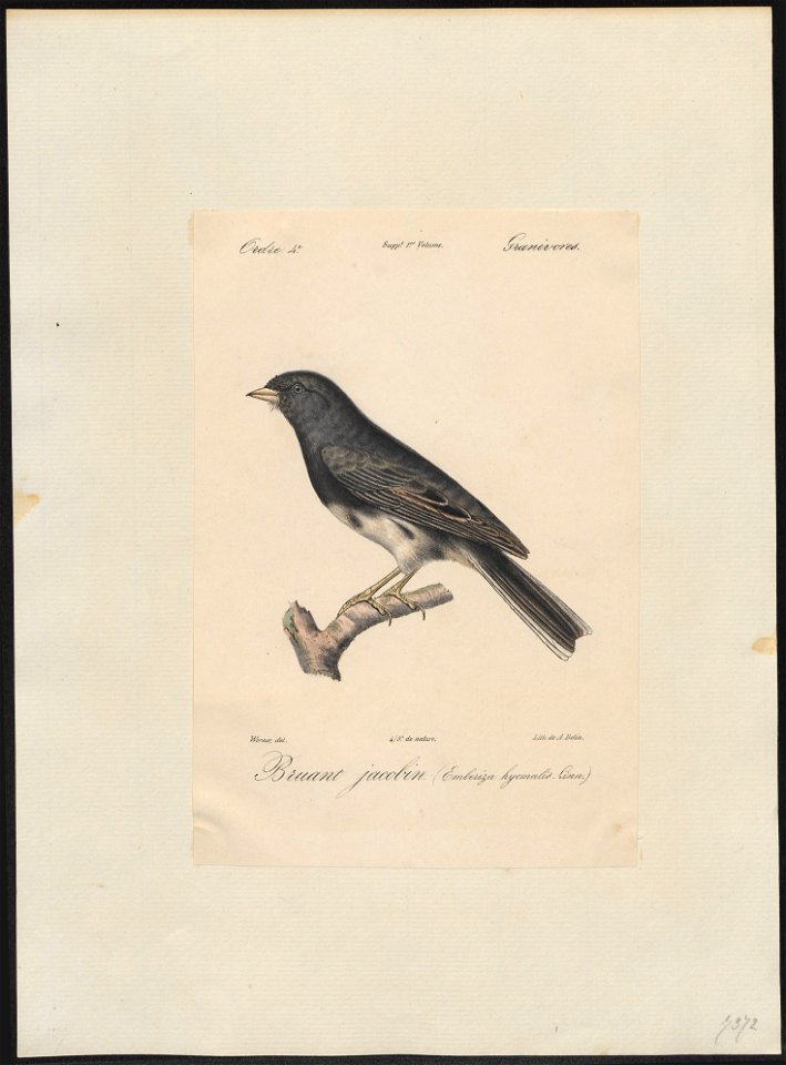 Junco hyemalis - 1842-1848 - Print - Iconographia Zoologica - Special Collections University of Amsterdam - UBA01 IZ16000279