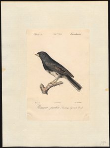 Junco hyemalis - 1842-1848 - Print - Iconographia Zoologica - Special Collections University of Amsterdam - UBA01 IZ16000279