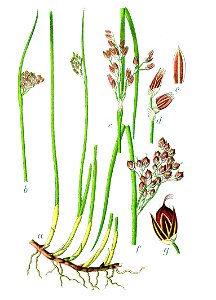Juncus balticus Sturm7