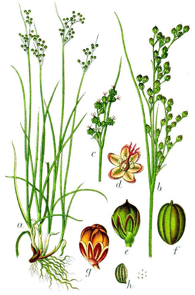 Juncus compressus Sturm16