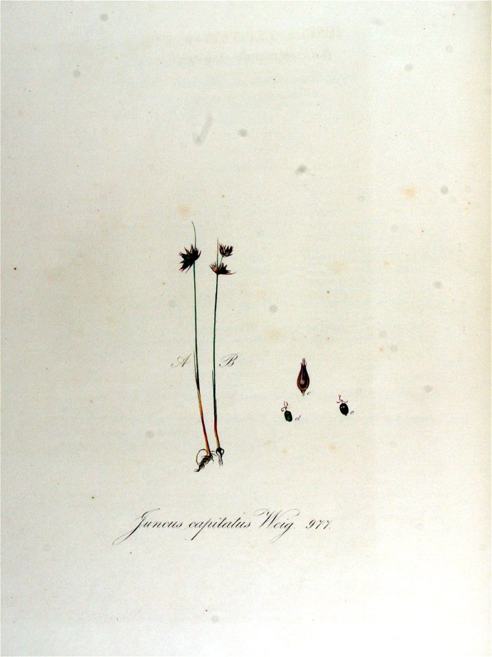 Juncus capitatus — Flora Batava — Volume v13