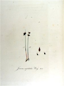 Juncus capitatus — Flora Batava — Volume v13. Free illustration for personal and commercial use.