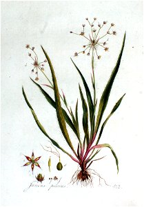 Juncus pilosus — Flora Batava — Volume v2