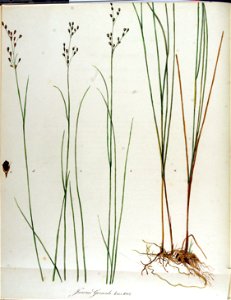 Juncus gerardi — Flora Batava — Volume v13
