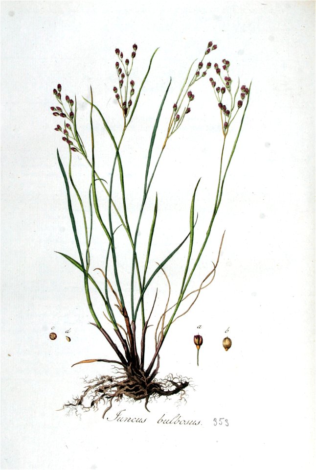 Juncus bulbosus — Flora Batava — Volume v5