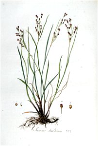 Juncus bulbosus — Flora Batava — Volume v5. Free illustration for personal and commercial use.