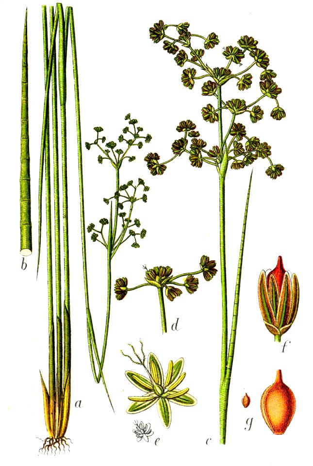 Juncus obtusiflorus Sturm12