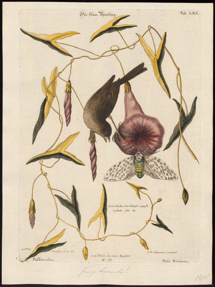 Junco hyemalis - 1700-1880 - Print - Iconographia Zoologica - Special Collections University of Amsterdam - UBA01 IZ16000283