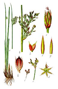 Juncus glaucus Sturm6