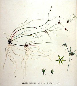Juncus supinus — Flora Batava — Volume v19