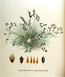 Juncus lamprocarpus f. procumbens — Flora Batava — Volume v18