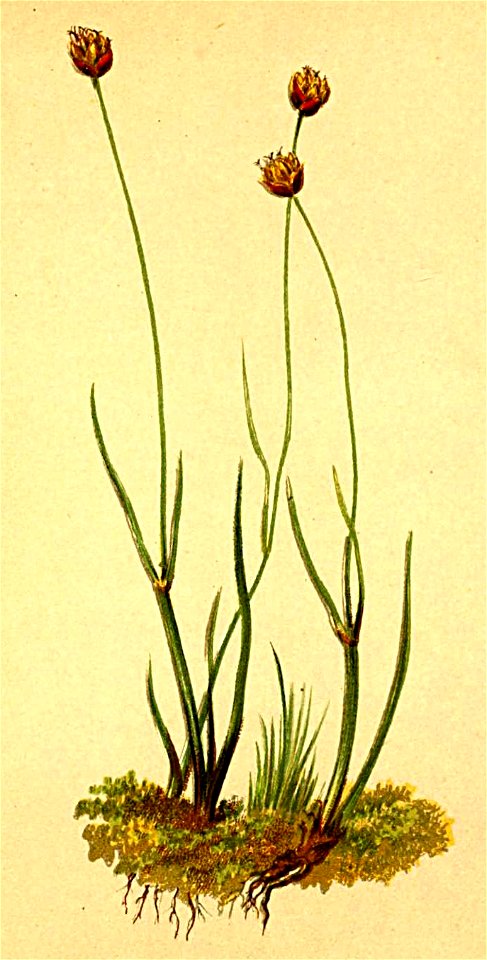 Juncus triglumis Atlas Alpenflora