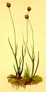 Juncus triglumis Atlas Alpenflora
