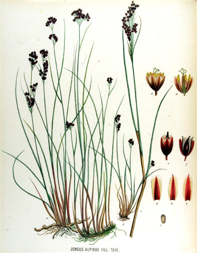 Juncus alpinus — Flora Batava — Volume v17
