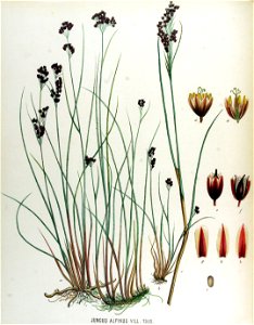 Juncus alpinus — Flora Batava — Volume v17. Free illustration for personal and commercial use.
