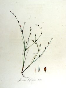 Juncus bufonius — Flora Batava — Volume v13. Free illustration for personal and commercial use.