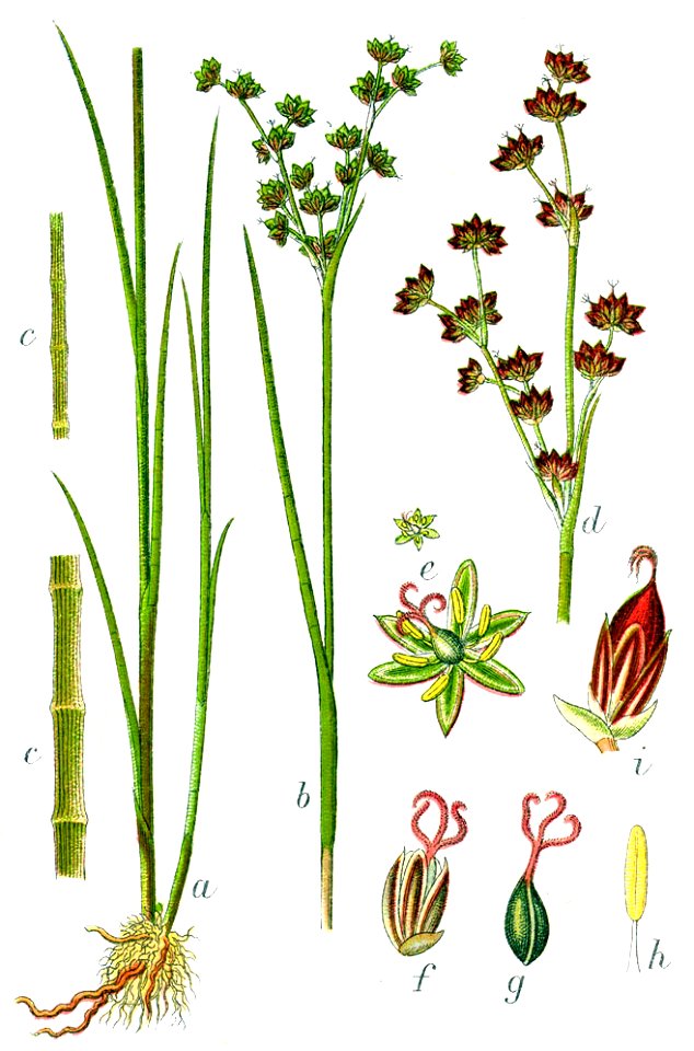 Juncus lampocarpus Sturm10