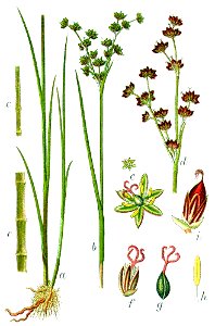 Juncus lampocarpus Sturm10