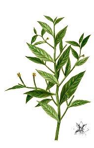 Jussiaea sp Blanco2.322-cropped