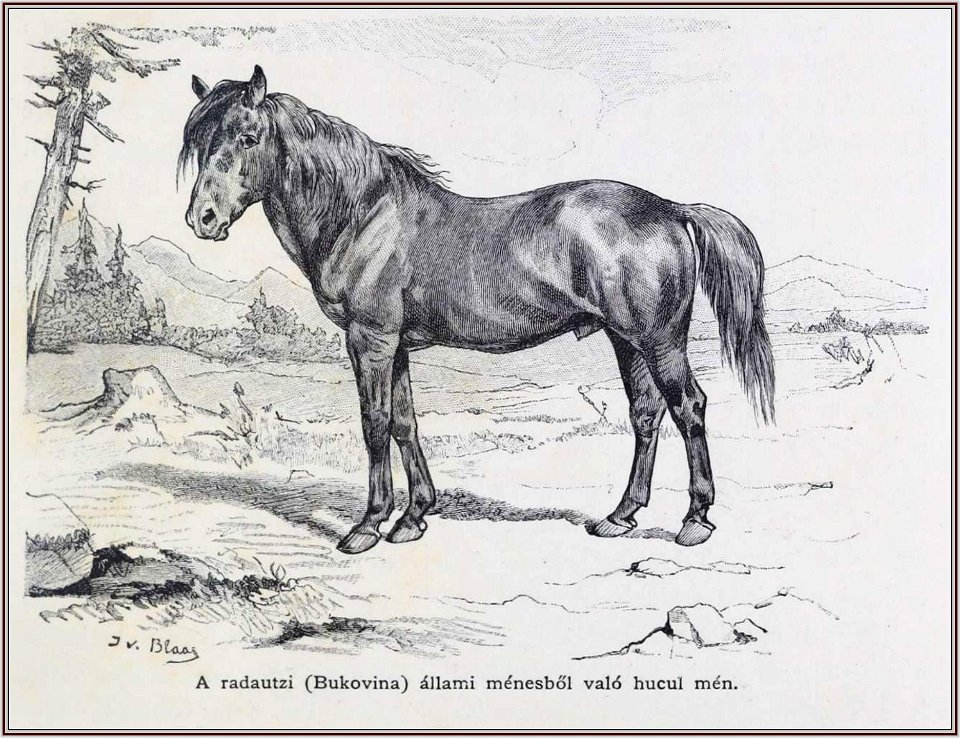 Julius von Blaas Radautzi Bukovina állami ménes hucul mén, 1899
