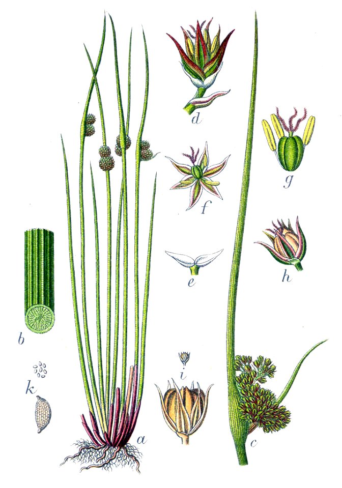 Juncus conglomeratus Sturm4