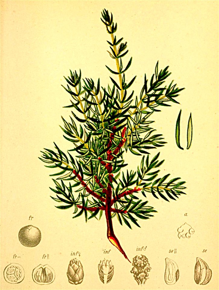 Juniperus nana Atlas Alpenflora