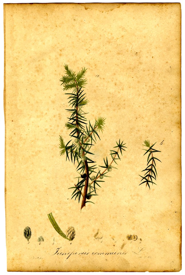 Juniperus communis Mann