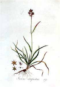 Juncus campestris — Flora Batava — Volume v3