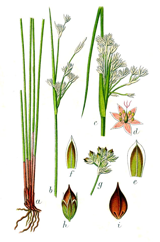 Juncus maritimus Sturm3