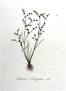 Juncus tenageia — Flora Batava — Volume v8. Free illustration for personal and commercial use.