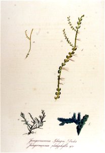 Jungermannia platyphylla — Flora Batava — Volume v12