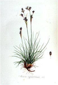 Juncus squarrosus — Flora Batava — Volume v6. Free illustration for personal and commercial use.