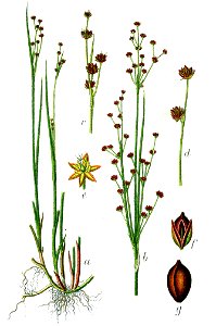 Juncus alpinoarticulatus Sturm13