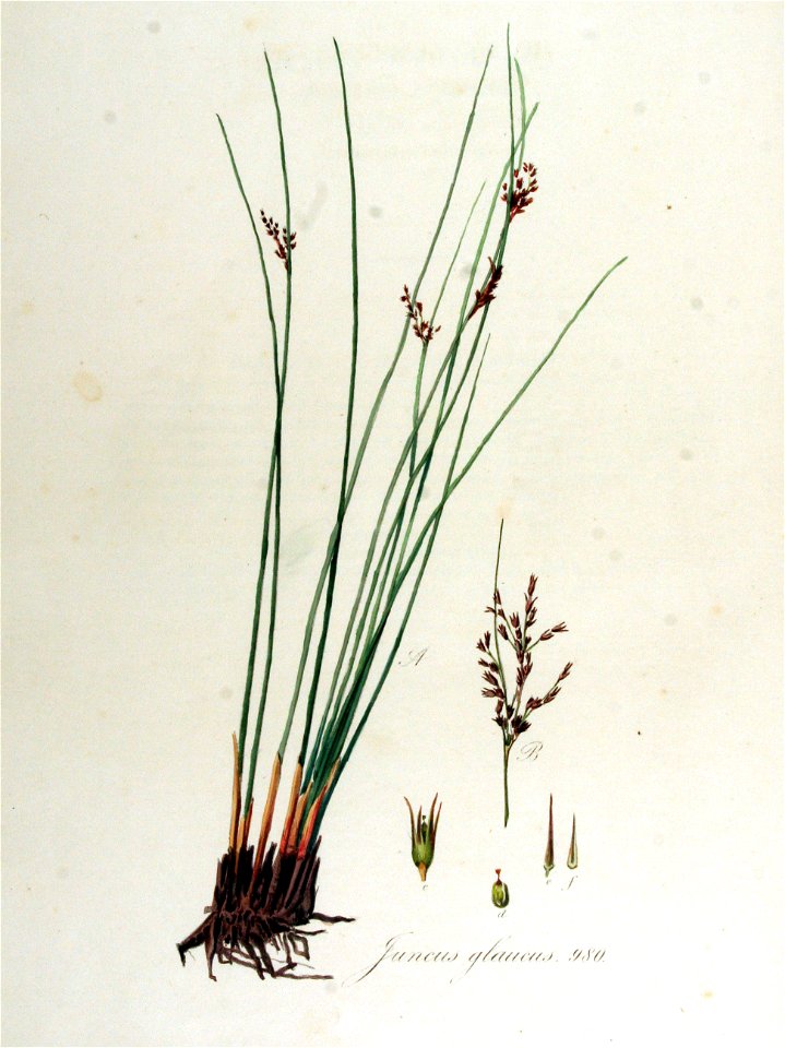 Juncus glaucus — Flora Batava — Volume v13