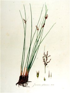 Juncus glaucus — Flora Batava — Volume v13