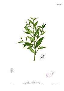 Jussiaea sp Blanco2.322