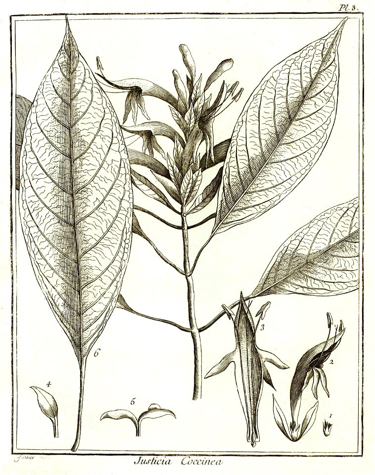 Justicia coccinea Aublet 1775 pl 3