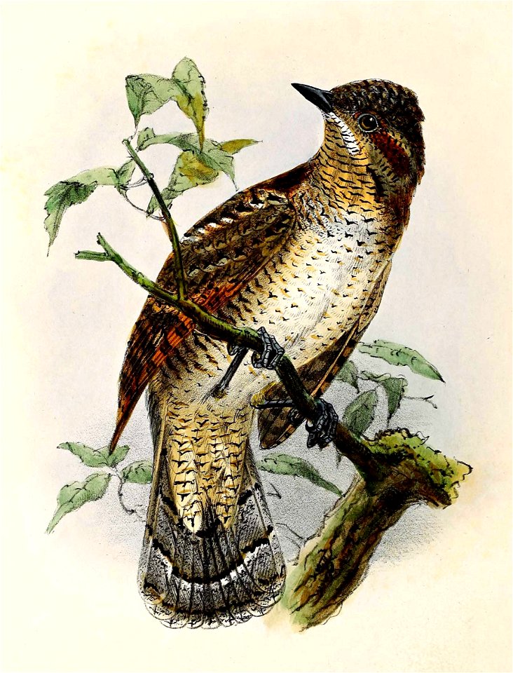Jynx torquilla 1876