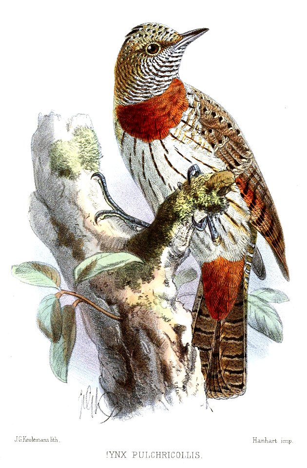 JynxPulchricollisKeulemans