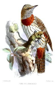 JynxPulchricollisKeulemans