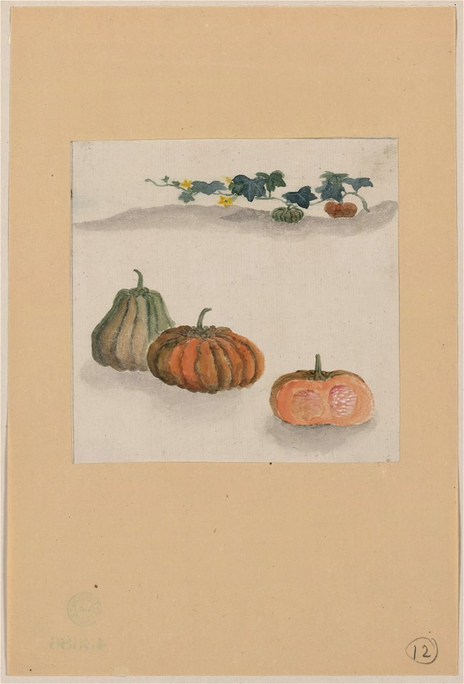 Kabocha squash with plant growing in the background LCCN2009630027