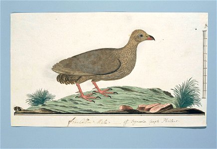 Kaapse francolijn (Francolinus capensis)