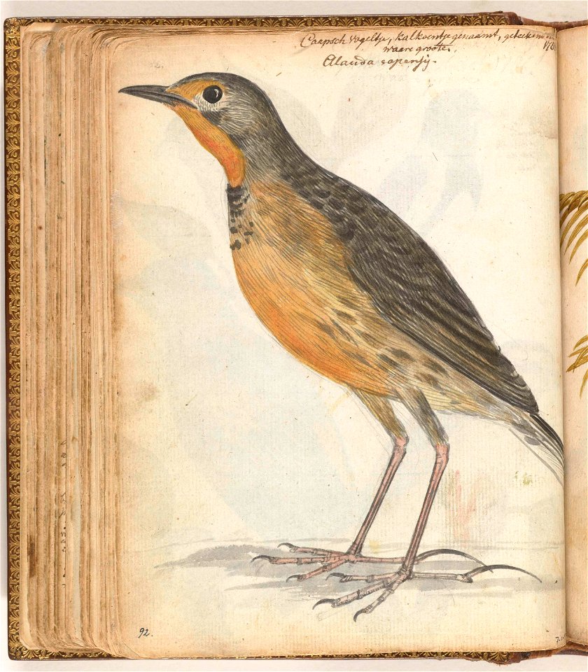 Kaapse vogel