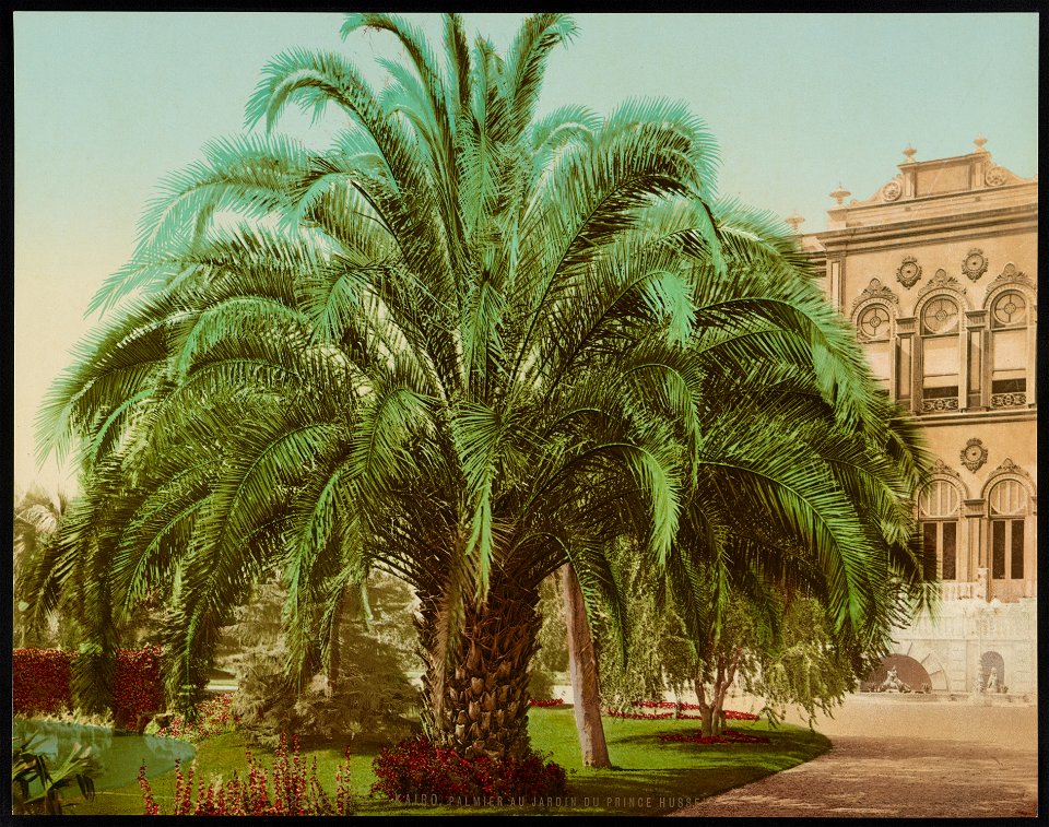 Kairo, Palmier au Jardin du Prince Hussein LCCN2017657717