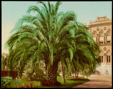 Kairo, Palmier au Jardin du Prince Hussein LCCN2017657717