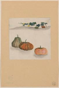 Kabocha squash with plant growing in the background LCCN2009630027