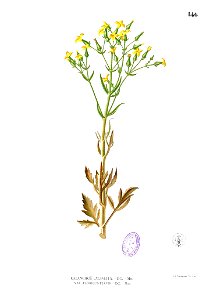 Kalanchoe laciniata Blanco1.146