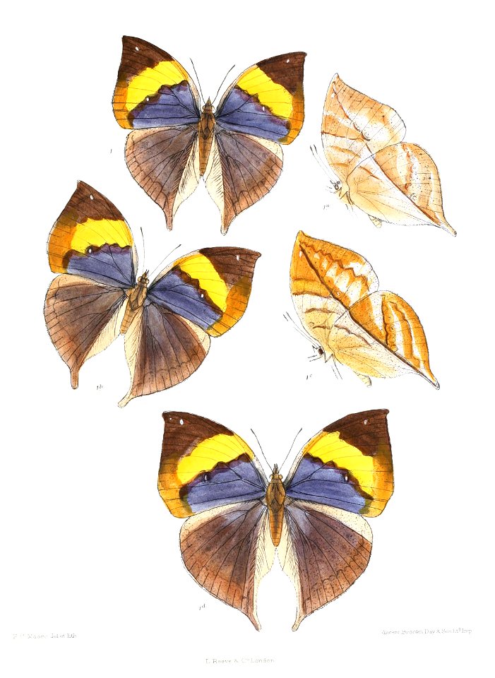 KallimaBuckleyiWSF 339