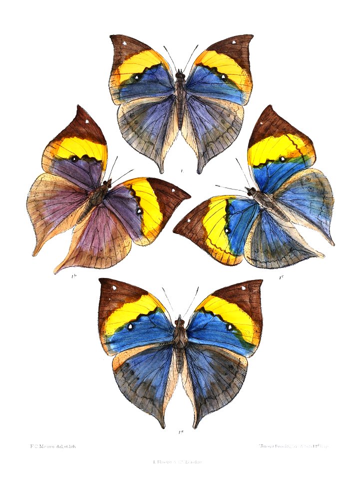 KallimaLimborgii 342