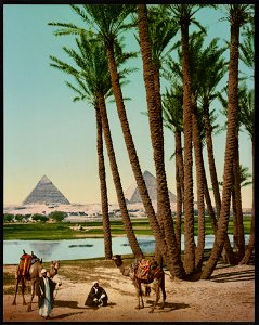 Kairo, palmiers, Bedouins et pyramides LCCN2017656951. Free illustration for personal and commercial use.